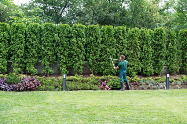 Tree Root Removal in Blowing Rock, NC